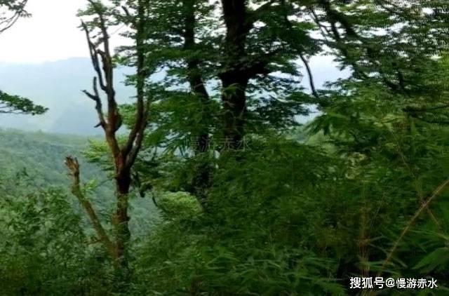 【长安茶馆】喝茶人的必修课：六大茶类洗茶常识